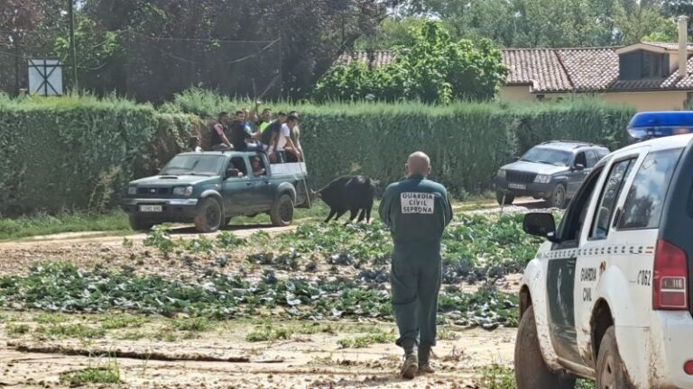 Se mantiene el operativo de búsqueda de los 10 novillos y vaquillas fugados del matadero de Laguna de Duero