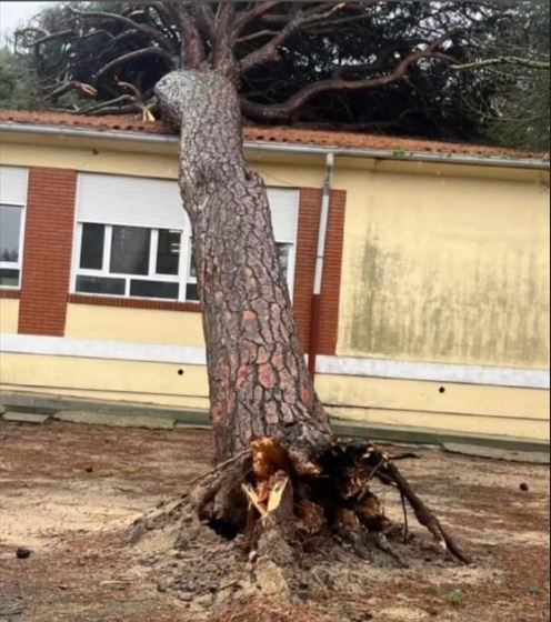 Un árbol de gran tamaño se desploma sobre el tejado de las escuelas en Carpio