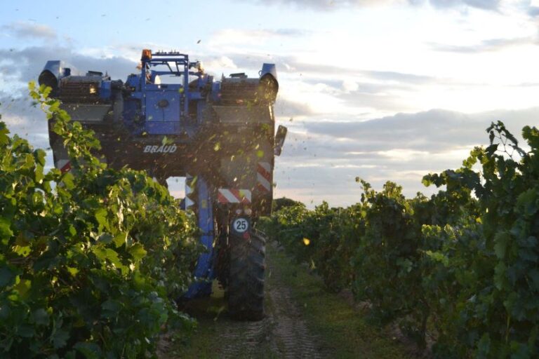 La D.O. Rueda cierra la vendimia con menos producción pero con una calidad excelente