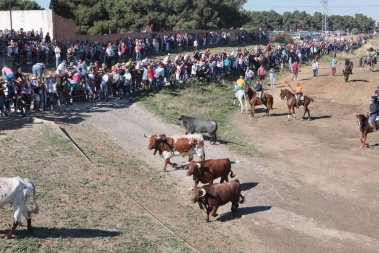 Expectación en Olmedo con los toros de Cebada Gago en la onomástica de «La Soterraña»