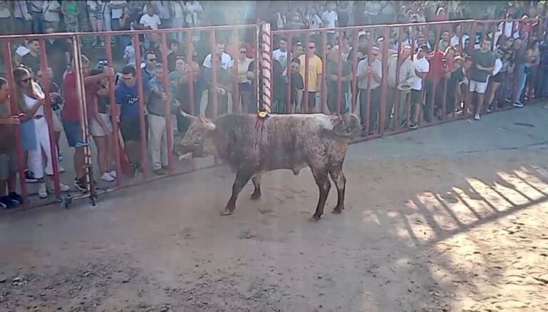 Tres heridos, uno grave, en el toro de la vendimia de Rueda