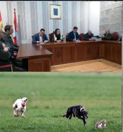 Nava del Rey será la sede del Campeonato Nacional de Galgos