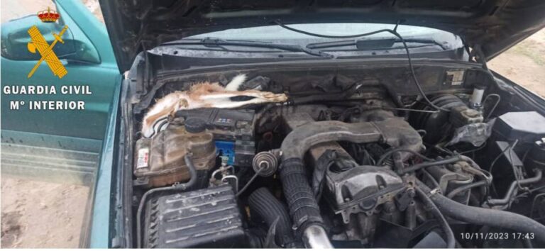 Caza ilegal en Segovia: Un hombre de 46 años cazaba ilegalmente liebres con galgos en día no hábil