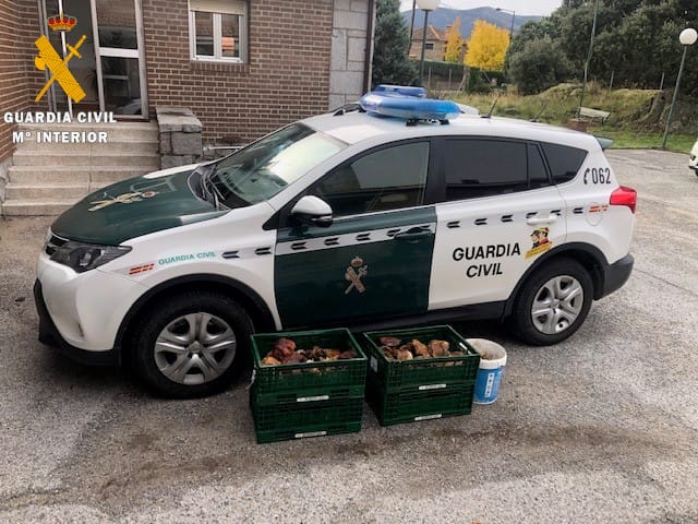 Inncautados 75 kg de níscalos y 48 kg de boletus: Recolectores furtivos sorprendidos sin permisos en la Sierra de Ayllón