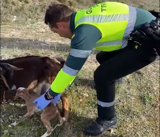 La Guardia Civil asiste el parto de una cabra en una carretera de Medina del Campo 
