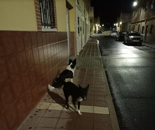 Medina del Campo: Vecinos demandan acción ante perros dominantes mientras Gana Medina exige cumplimiento de leyes