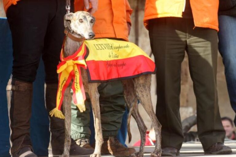 Ficha y trayectoria de los galgos participantes en el Campeonato de España de Galgos 2024