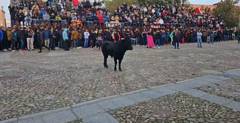 Madrigal celebra el «Toro de San Nicolás» con gran expectación