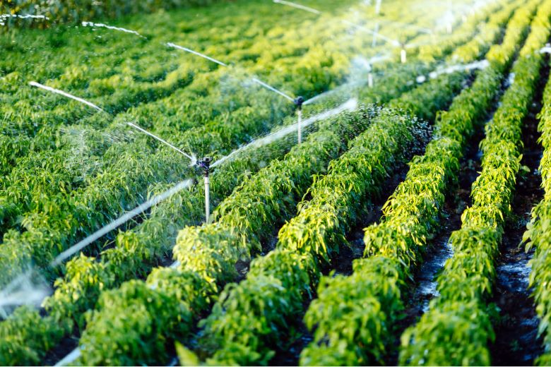agricultura en Valladolid