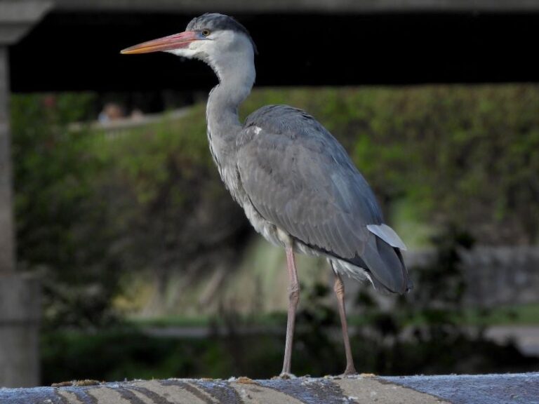 Castilla y León revela datos exclusivos sobre sus garzas reproductoras