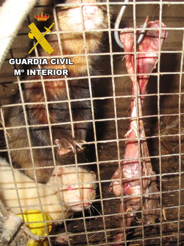 Escándalo en granja Ooina del alfoz de Burgos: Denuncias por graves infracciones a leyes ambientales y de Bienestar Animal