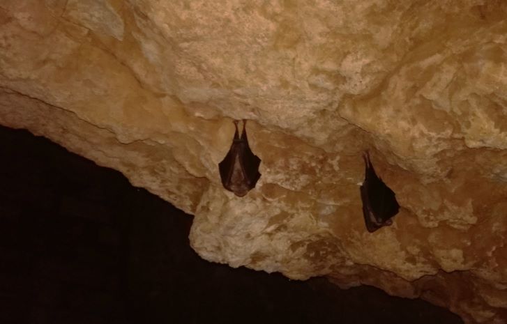 Castilla y León impulsa la conservación de murciélagos: Detalles revelados en el innovador inventario de refugios