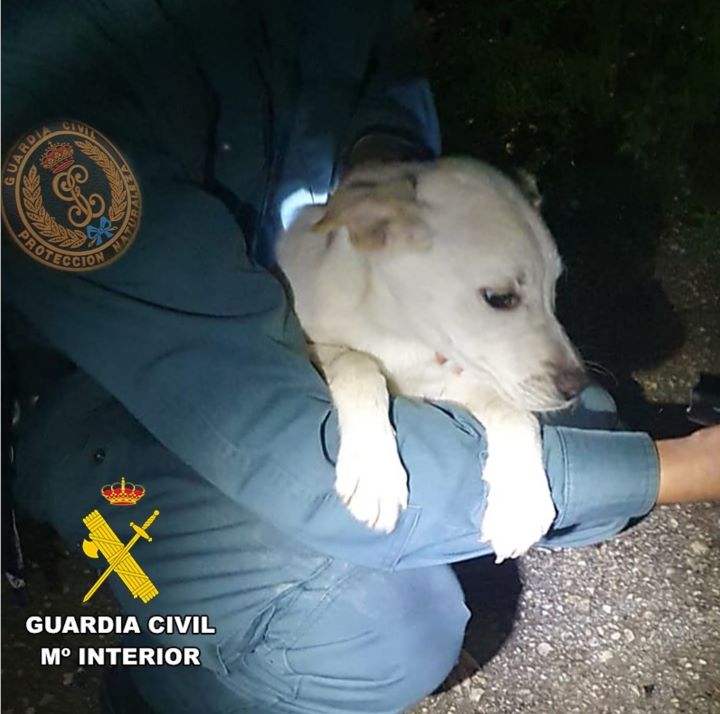 Emotivo rescate en Villasana de Mena: La Guardia Civil salva a cachorra atrapada en el río Cadagua