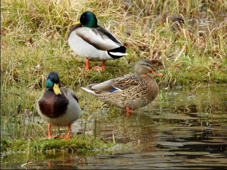 Medina del Campo plantará 9.000 árboles y estrenará un observatorio de aves digital para impulsar la educación ambiental