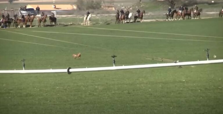 Mejores momentos. Segunda Jornada de los Octavos de Final » LXXXV CTO DE ESPAÑA DE GALGOS EN CAMPO»