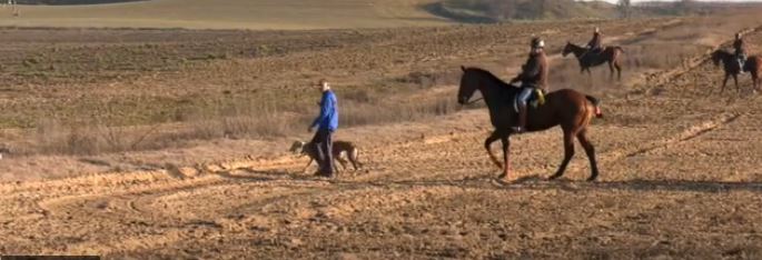 La galga manchega asegura su puesto en la final del Campeonato de Galgos en Nava del Rey