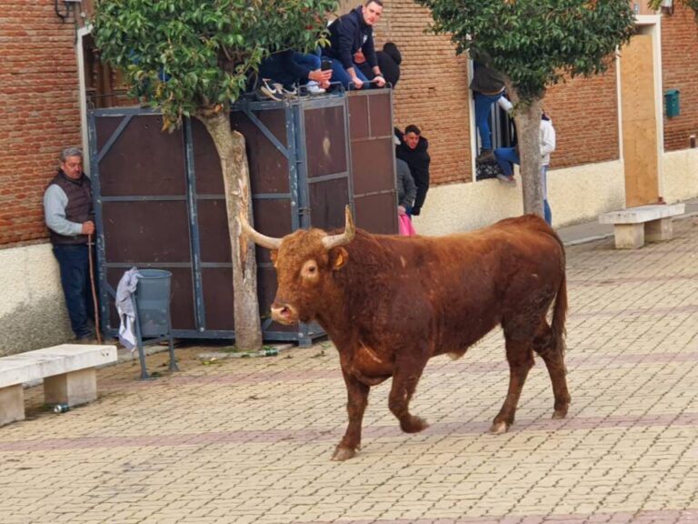 Susto en el «Toro del Arrope» de Siete Iglesias, uno de los astados levanta una talanquera en el recorrido
