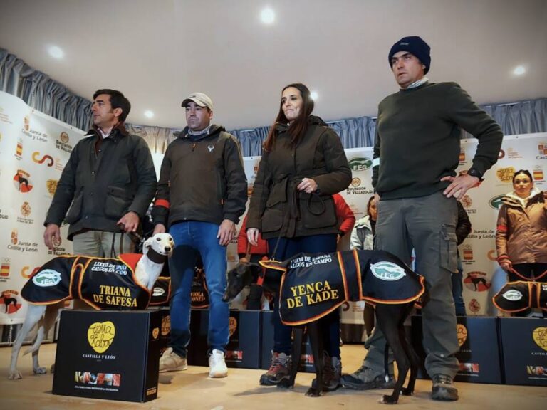 La galga medinense ‘Yenca de Kade’ se clasifica para los cuartos de final del Campeonato de Galgos en Nava del Rey 