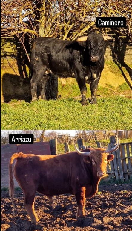 Siete Iglesias de Trabancos celebrará el sábado el «Toro del Arrope»