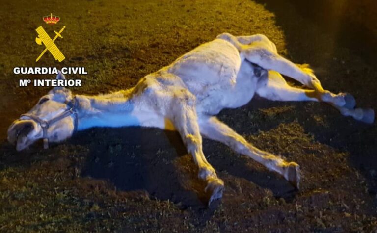Investigación por maltrato animal en Las Merindades: Un caballo en estado crítico conduce a acción legal de la Guardia Civil