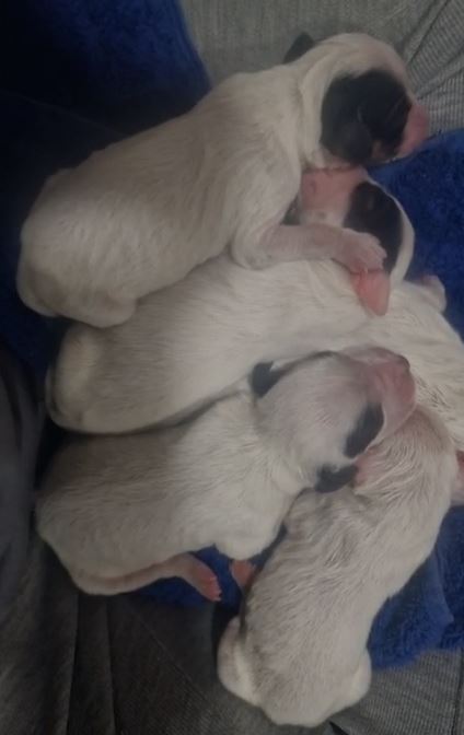Indignante caso de maltrato animal en Valladolid: Guardia Civil investiga hombre por abandonar a ocho cachorros en un contenedor