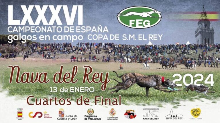 Siga en directo los cuartos de final LXXXVI Campeonato de España Galgos en Campo