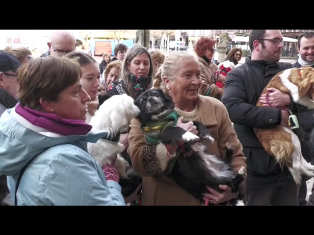 Día de San Antón – Bendición de Mascotas en Medina del Campo