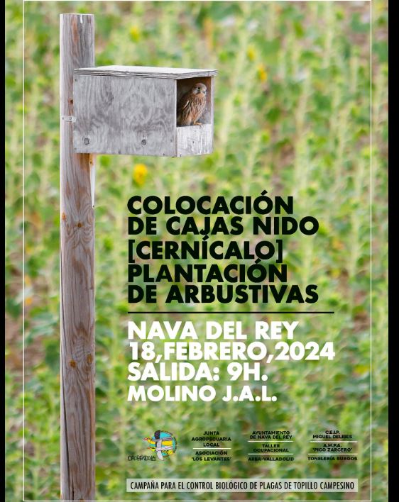 La Asociación Oropéndola de Nava del Rey propone para este domingo la colocación de cajas nido
