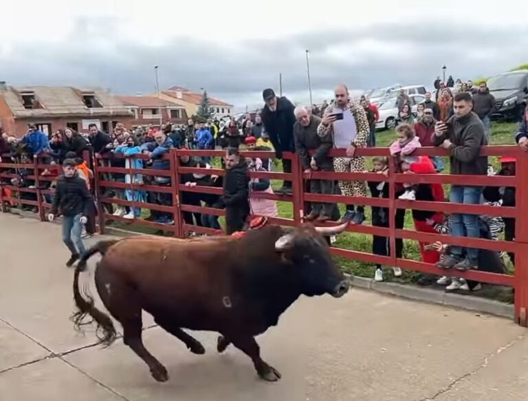 Cuatro heridos en el encierro del Carnaval del toro de Ciudad Rodrigo