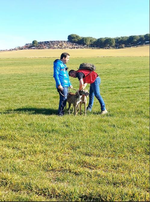 La perra manchega «Aitana» se corona en el Campeonato de España de Galgos tras la descalificación de Leyenda