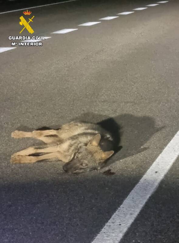 La Guardia Civil de Palencia rescata a un lobo herido en la CL-615