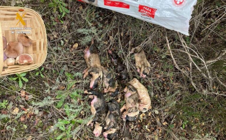 Investigación por maltrato animal en Peromingo: Guardia Civil actúa tras un hallazgo macabro