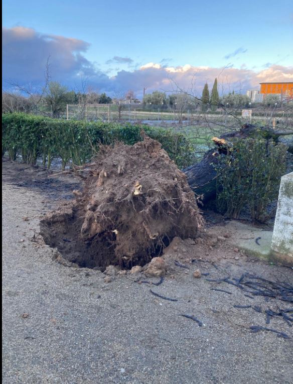 El temporal arranca árboles en Rueda