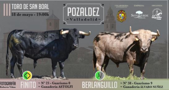 Toros y música, protagonistas en las fiestas de San Boal en Pozaldez