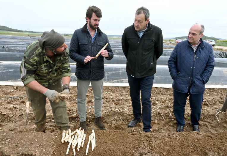El Vicepresidente de la Junta impulsa defensa del espárrago nacional en Tudela de Duero