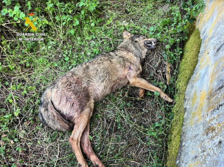 Descartado el disparo como causa de la muerte del lobo hallado en Cervera de Pisuerga