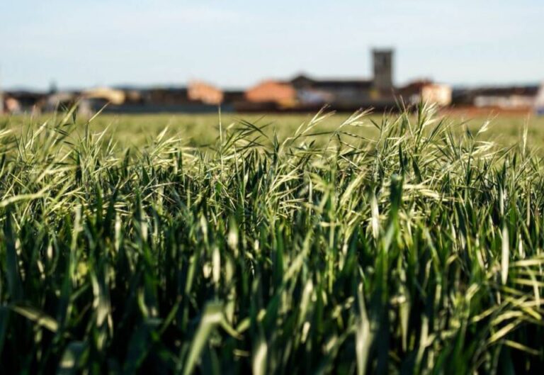 La Junta abre el plazo de solicitudes de la PAC 2026 en Castilla y León: más de 60.000 agricultores podrán optar a las ayudas