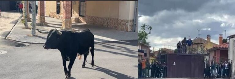 Sobresalto en la suelta de los «Toros de la Cruz» de Ataquines, un astado levanta una talanquera