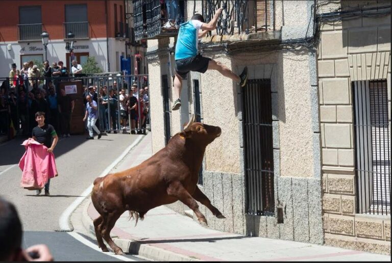Jornada taurina en Nava del Rey con ejemplares de Arriazu