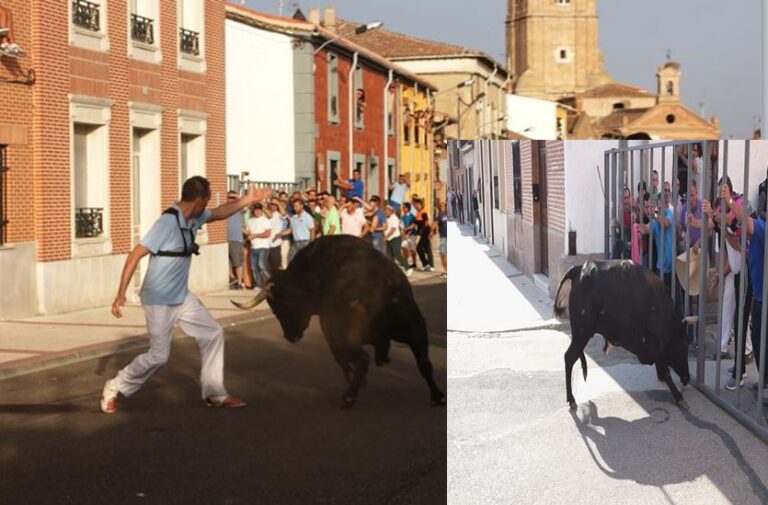 Nava del Rey celebrará la suelta de tres toros el 25 de mayo