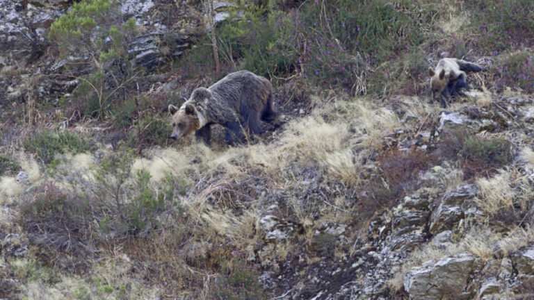 La Junta destina 375.000 euros para mejorar el hábitat del oso pardo cantábrico en León