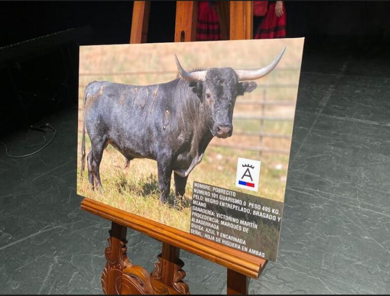 Medina del Campo: un ejemplar de Victorino Martín «Toro de la Feria 2024»