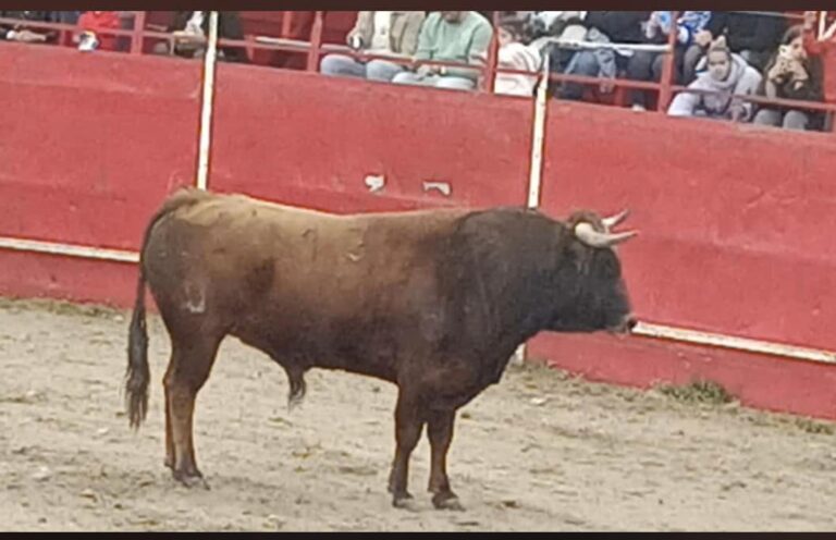 Valdestillas se prepara para un fin de semana de tradición taurina