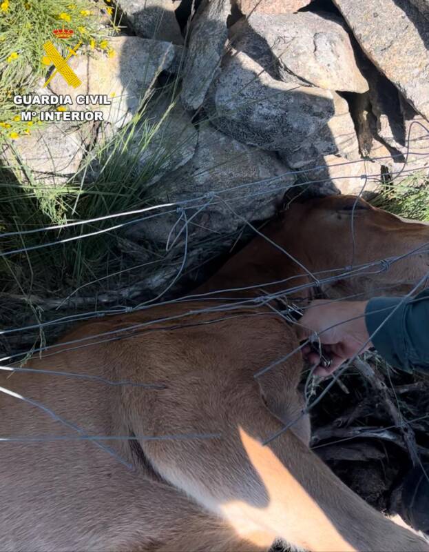 La Guardia Civil rescata a una potra atrapada en Ávila