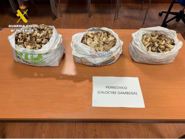 La Guardia Civil decomisa más de 13750 gramos de setas de San Jorge en Cabrillanes, León