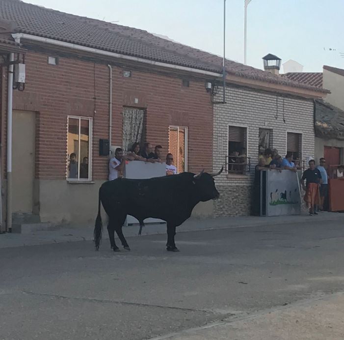 El Carpio se prepara para el «Toro de Santiago» el próximo 3 de agosto