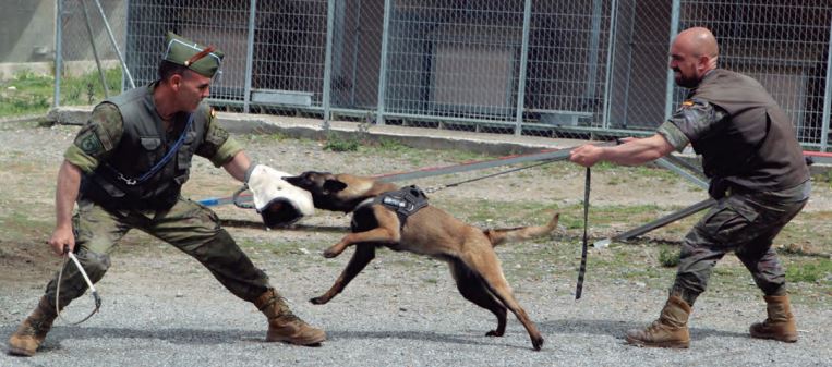 La Unidad Canina de Ávila: Forjando perros de trabajo para las Fuerzas Armadas y Seguridad