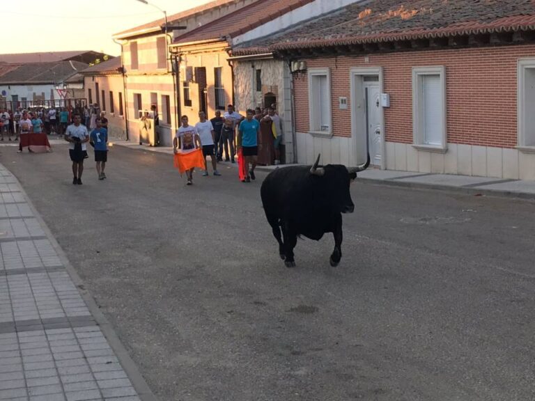 El Carpio: el Albero apuesta por dos utreros de Caminero y Macua para su «Toro de Santiago»