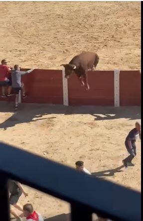 San Roque extiende su capote en un festejo taurino en Peñafiel