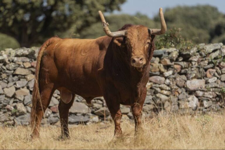 Tordesillas inicia la cuenta atrás para su «Toro de la Vega»